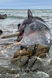 One of 14 dead sperm whales lies washed up on a beach at King Island, north of Tasmania, Australia, Tuesday, Sept. 20, 2022. The whales were discovered Monday afternoon on King Island, part of the state of Tasmania in the Bass Strait between Melbourne and Tasmania's northern coast, the state Department of Natural Resources and Environment said in a statement. (Department of Natural Resources and Environment Tasmania via AP)