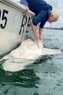 Amy Smoothey shark tagger