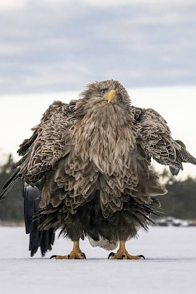 People's choice category winner: 'Shake, ruffle, rattle and roll'