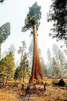 Giant sequoias are adapted to fire, which can help them thrive by releasing seeds from their cones and creating clearings that allow young sequoias to grow. But the extraordinary intensity of fires — fuelled by climate change — can overwhelm the trees