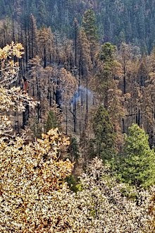 The National Park Service said that the cause of the tree fire appears to be the 2020 Castle Fire.