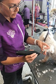 It's important to trim a dog's nails and groom their coat regularly.