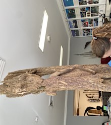 Heather Berry performs a vacuum conservationtreatment on an ossuary door in the Silentworld
Foundation collection.