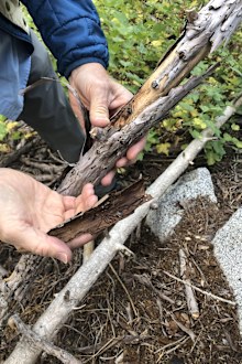 A US National Park Service ranger holds a branch from a sequoia trees which has been attacked by bark beetles