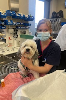 Scout and Nurse Rebecca from Sydney Animal Hospitals Kellyville.