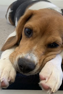 Dougie the Beagle.