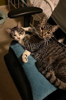 Jo Abi rescue cats and kittens Hills Cat Rescue
