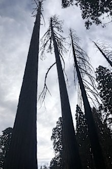 Three sequoias stand stripped bare of needles. Such trees will fall over and die.