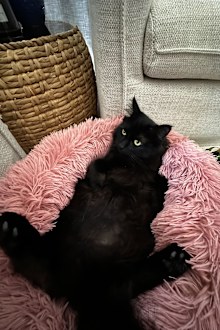 Kovu is an indoor-only cat who is litter trained, doesn't destroy furniture and barely meows.
