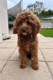 Cavoodle Frankie is sad to hear 'oodle' breeds like her are a 'groomer's nightmare'.