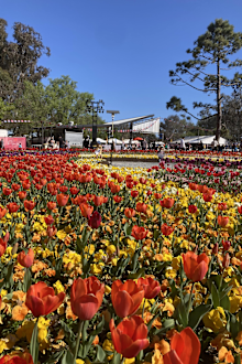 Floriade in full bloom.