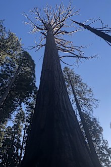 The sequoias can grow to over 90 metres tall, and stand for 3000 years. This sequoia, stripped of its needles, has been attacked by bark beetles.