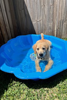 Dog in shell pool