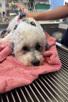 Scout a four-year-old Bichon Frise Cross ate a full milk chocolate Easter bunny egg.