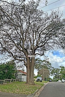 Turpentine trees are one of the dominant species in the critically endangered Sydney Turpentine-Ironbark Forest, which is present in Thornleigh.