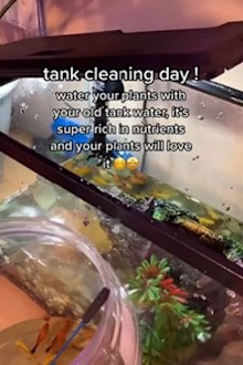 Collecting fish tank water to use on an indoor plant