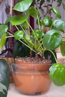 Bottom watering an indoor plant