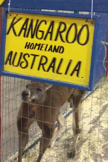 The Kangaroo is being held alone in cold conditions. 