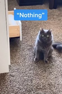 Mikey the talking cat