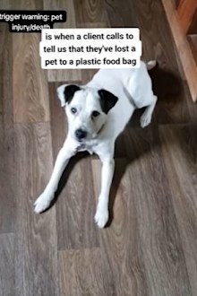 Plastic bag warning for pet owners 