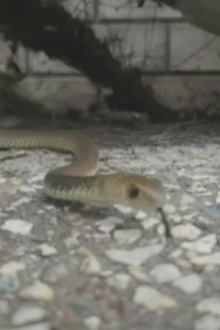 Mr Harrison has been bitten twice by brown snakes - the first time nearly killed him. 
