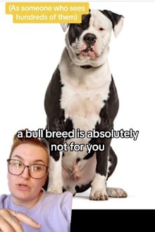dog trainer on bulldogs