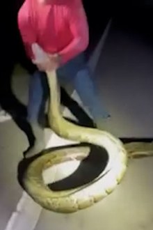 A group of hunters captured the longest burmese python ever documented in Florida, measuring 5.7m long.It tops the 2020 record of 5.48m.