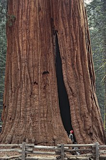 Low section view of a Sequoia tree, in Sequoia National Park, California, USA 