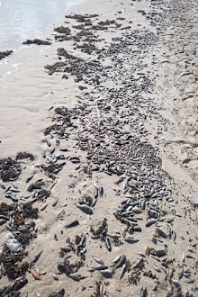 Thousands of dead fish washed up onshore at Coral Bay in March 2022.