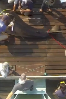 Katharine, great white shark resurfaces after months off radar.