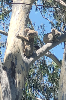 Raine spotted with her mother before the flood. The tiny joey was separated from her mother over the weekend.