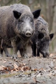 Shakira says she was 'attacked' and robbed by wild boars in a Barcelona park.