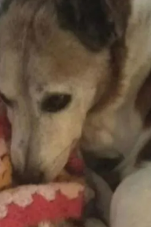 Baghdad the dog's menacing message