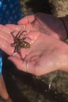 Woman in Bali on holiday blue-ringed octopus deadly animal