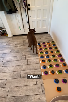 Dog communicating with buttons