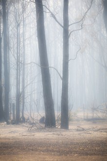 The aftermath. Everything is burnt within a 10km radius of the Markham's property. 