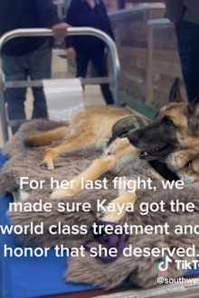 service dog's final flight following cancer diagnosis