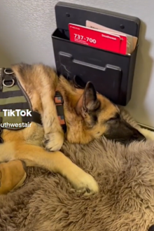 service dog's final flight following cancer diagnosis