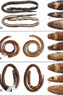Levitonius mirus new snake species