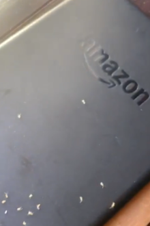 Ants in Amazon Kindle