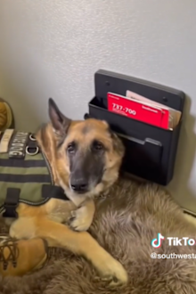 service dog's final flight following cancer diagnosis