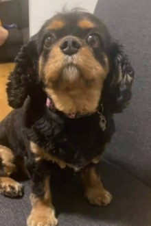 Shani Francis's dog Ruby died after the attack in a Melbourne park.
