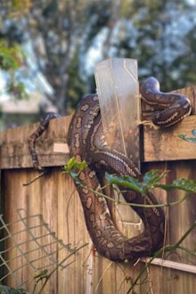 Renee Bargh, snake, video, Instagram
