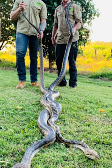 Cairns Snake Catcher, Matt Hagan was called to a White Rock property after mating snakes crashed through the couple's roof.