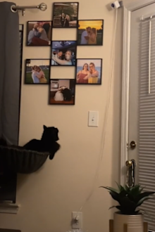 Cat's adorable reaction to phone call from 'dad'.