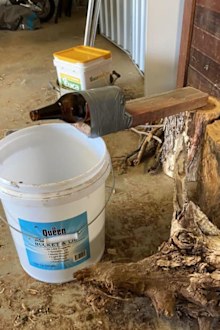 Bec Allen said this trap helped her catch 400 mice in five nights.