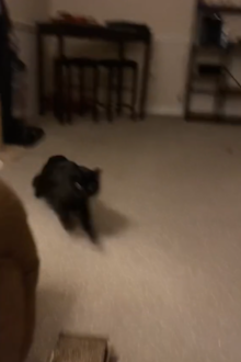 Cat's adorable reaction to phone call from 'dad'.