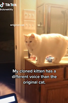 The woman answers as many cloning questions as she can via TikTok.