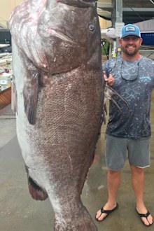 The enormous fish, identified as a Warsaw grouper, was caught using a hook and line December 29 in about 182 metres of water, according to the FWC's Fish and Wildlife Research Institute.