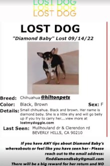 Paris Hilton promises 'big reward' for the safe return of her beloved pup Diamond Baby.